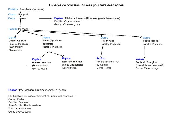 Coniferes utilisé pour faire des fleches